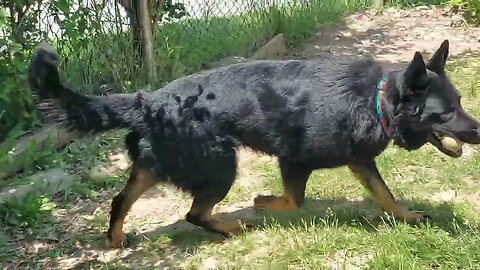 "Hunter" 1.5yr male shepherd | NSPCA Adoption Focus