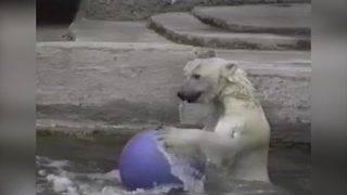 "Polar Bear Having Fun with A Bouncing Ball"
