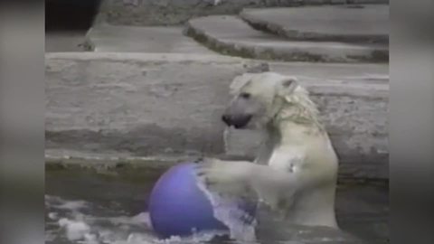 "Polar Bear Having Fun with A Bouncing Ball"