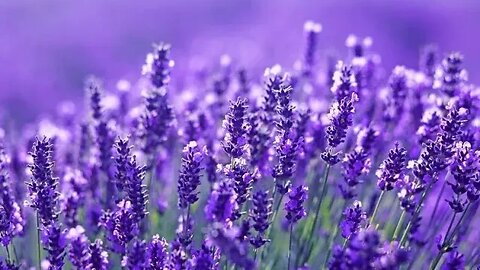 Campanion Planting Lavender with Swiss Chard