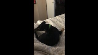 Cute Puppy Chasing Her Tail