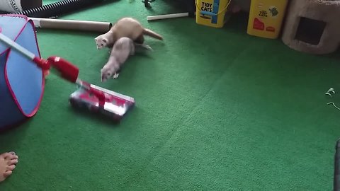Ferrets OBSESSED with Vacuum