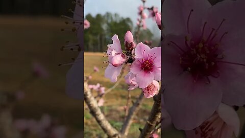 "Springtime Orchard: Peach, Pear, and Nectarine Trees in Full Bloom!"