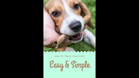 How to Train Your Dog Easy Tricks at Home