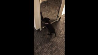 8 week old Labrador puppy vs the mirror