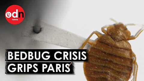 Bedbug Infestation Paris Mayor Declares ‘No One Is Safe’