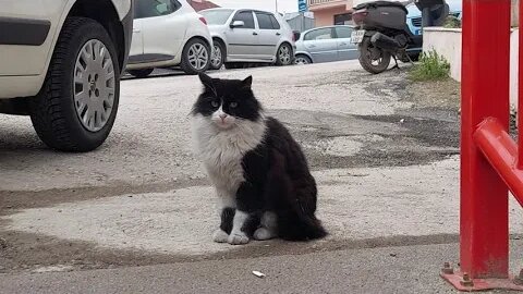 Let's Save Street Cats Subscribe and Start Saving Them Now