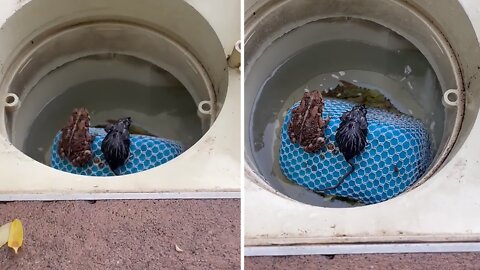 Frog & mouse friends chill together in pool filter