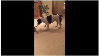 High-energy pup jumps & dances with favorite toy
