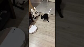 Cats are scared of robot