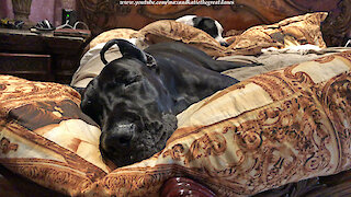 Sleepy Great Danes Love To Cuddle With The Pillows
