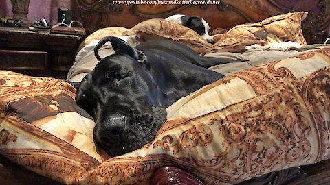 Sleepy Great Danes Love To Cuddle With The Pillows