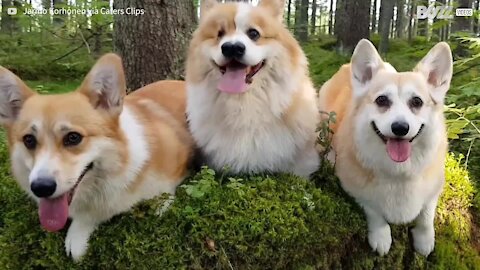 Cão nasce com dois narizes e cego de um olho - 1