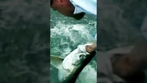 Attacked by a Fish #bigfish #attack #wildlife #sealife