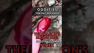 🤯Earth's Oddities: Dragon Blood Tree, Yemen UNBELIEVABLE You Have To See This! #youtubeshorts #fyp