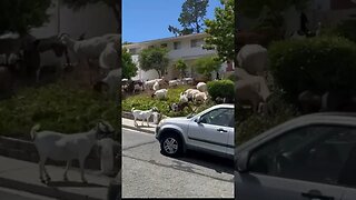 Watch goats Over Run California Neighborhood #shorts