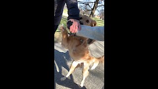 This jealous Golden Retriever is tired of being the third wheel