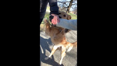 This jealous Golden Retriever is tired of being the third wheel