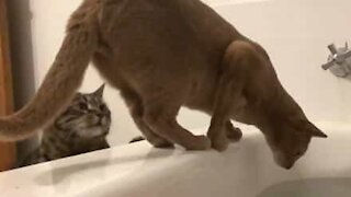 Cat pushes other cat into bathtub of water