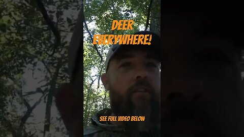 Deer Everywhere!