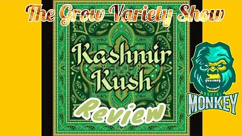 Cashmere Kush strain Review (The Grow Variety Show ep.247)