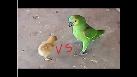 chick vs parrot