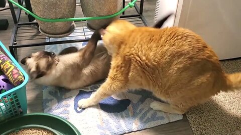 Siamese Cat Fights Back Against Dominant Housecat