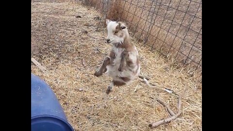 Spring has sprung. Hanging out with the baby pygmy and Nigerian dwarf goats, baby kid goats dancing