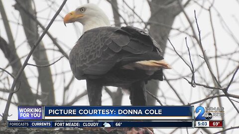 Banned pesticides linked to deaths of dozens of Bald Eagles in Eastern Shore