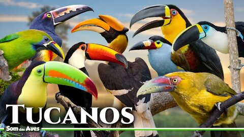 15 Espécies de Tucanos da Mata Atlântica - Pássaros Exóticos