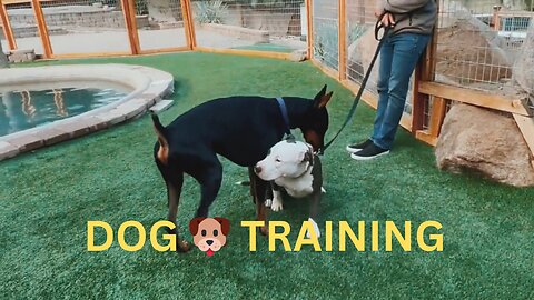 Mastering Dog Training: A Comprehensive Guide for a Well-Behaved Canine Companion"