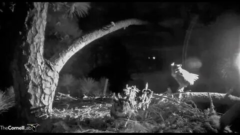 The Owls Return-Cam One 🦉 09/01/23 02:41