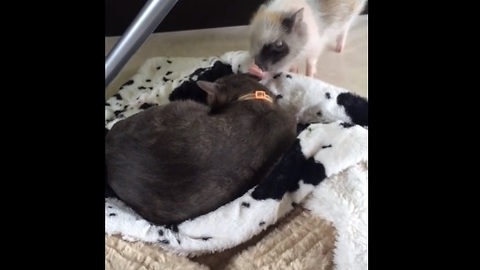 Mini Pig does her best to befriend sleeping cat