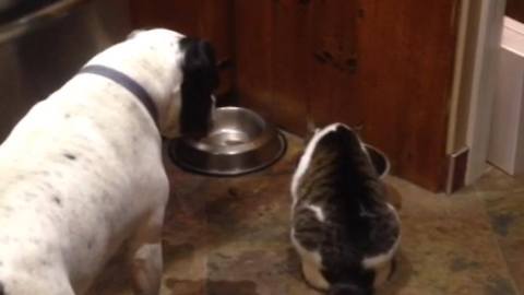 Patient dog waits her turn to drink