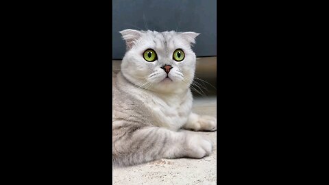 fanny cat 🐈🐈 video