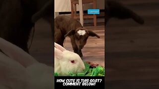 Pet Goat Making New Friends! #funnyanimals #funnyvideos #funnyshorts #shorts #goat