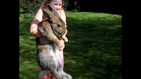 A Really Really Big Bunny