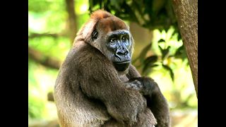 Awesome Gorilla Facts