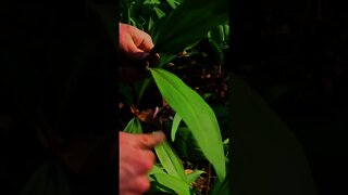 How to harvest Ramps / Wild Leeks. Spring Edible plant foraging. #shorts