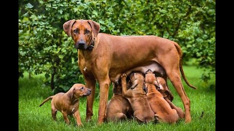 Cute puppies feed on their mother's milk