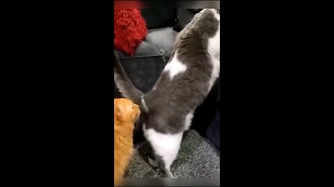 Funny animals Videos