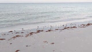 Busy Little Beach Birds on Fort Myers Beach - Florida in January