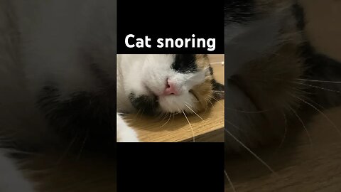 Cat snoring