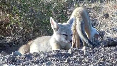 Wildlife in Gujarat(indian fox cub)