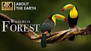 Лесная дикая природа 4k - Замечательный фильм о дикой природе с успокаивающей музыкой