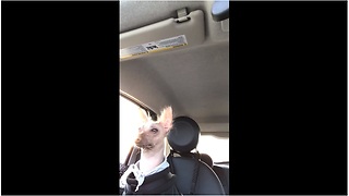 Hairless dog takes car rides very serious
