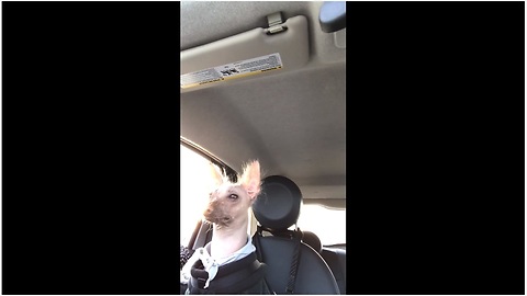 Hairless dog takes car rides very serious