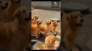 Make happy with your friend | #funnyvideos #pets #pet | #shorts