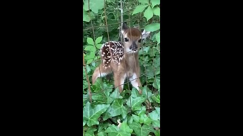 cute baby animals