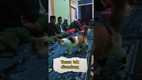 cat with no manners | Dasar Mpus nyelonong aja.. 🤣🤣 #short #kucinglucu #catcutevideo